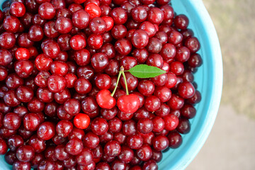 Ripe cherries in a container