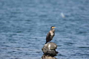 海辺のウミウの若鳥