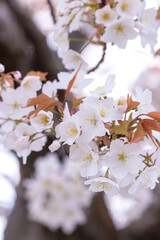 桜の花　春のイメージ