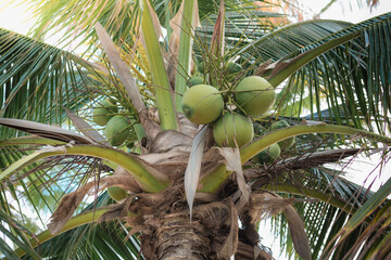 coconut tree with coconuts