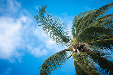 coconut tree