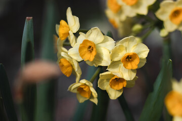Blooming yellow daffodils. Narcissus flowers on a blurry background on a sunny day. The first spring flowers. Yellow daffodils with green foliage.