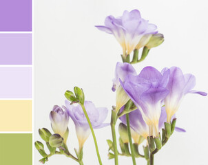 Color palette swatches of beautiful blossom of purple violet creamy yellow freesia flower. Pastel trendy combination, colorful inspiration from natural floral beauty for styling decoration and design.