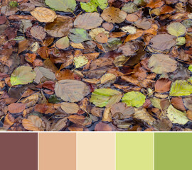 Color palette swatches of brown beige green autumn fallen leaves pattern for combination of colors. Warm gamma of pastel ground tones, natural colorful inspiration for styling decoration and design.