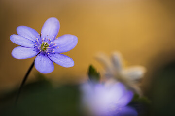 Leberblümchen im Wald in der Abendsonne als Close up