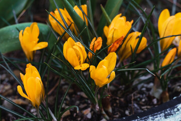 Spring flowers. Colorful beautiful first flowers on a sunny day. Crocuses are yellow with green foliage.
