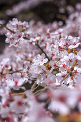 Obraz premium 桜の花 春のイメージ