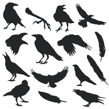 Silhouette Raven Vector Illustration. Clip Art Crow Bird halloween Icon Illustration.