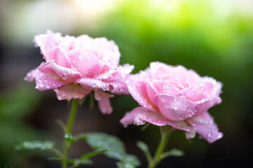 バラの花　屋外撮影