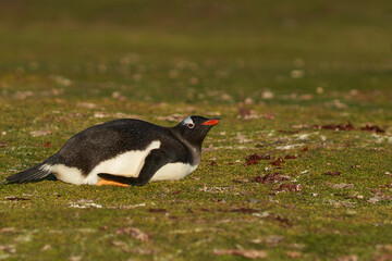Gentoo Penguin (Pygoscelis papua) on a grassy pasture on Bleaker Island in the Falkland Islands.