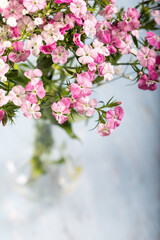 Pink sweet william flower in vase on blue wooden background.