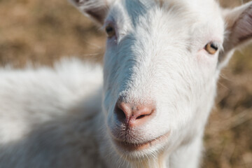 Head of a white goat in the pasture. Animal nose close up, selective focus