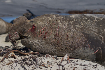 Battle scarred male Southern Elephant Seal (Mirounga leonina) lying on a sandy beach on Sea Lion Island in the Falkland Islands.