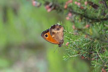 Pironia butterfly - Pyronia tithonus