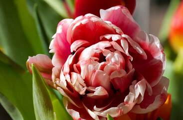 Tulpe im Frühling