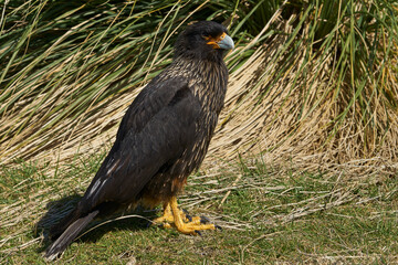 Striated Caracara (Phalcoboenus australis) in the tussock grass on the coast of Sea Lion Island in the Falkland Islands.