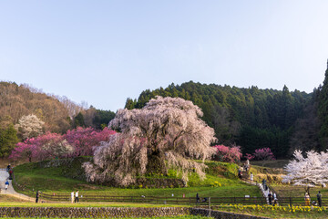 奈良県宇陀市　又兵衛桜2