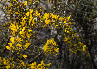 yellow flowers on a tree