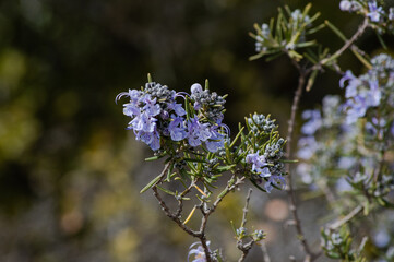 rosemary lilac flower
