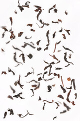 Falling dried tea leaves, closeup on white background.