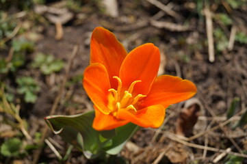 open flower of the tulip juan