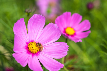 Obraz premium コスモスの花 秋のイメージ