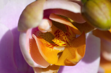 Fototapeta na wymiar Orchidee close-up