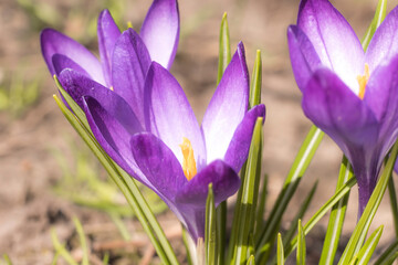 Close-Up Saffron Crocuses in the garden Spring 2021