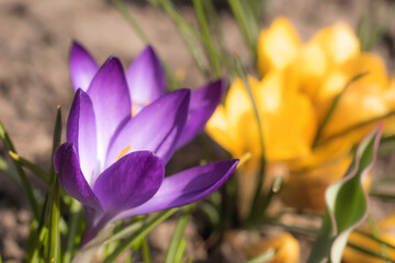 Fototapeta na wymiar Close-Up Saffron Crocuses in the garden Spring 2021