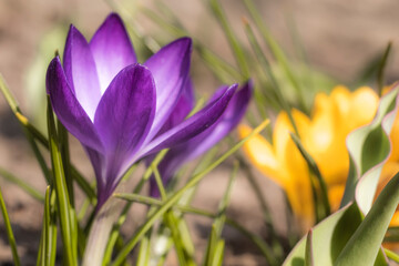 Close-Up Saffron Crocuses in the garden Spring 2021