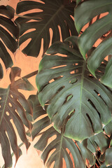 Large beautiful tropical Monstera leafs deliciosa on orange background. House plants © Rudaieva Iryna