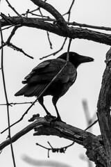 Crow