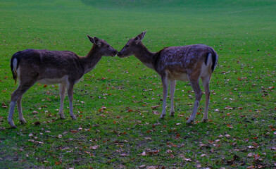 fallow deer in the meadow kissing each other. Wildlife nature. Love, relationship concept. 