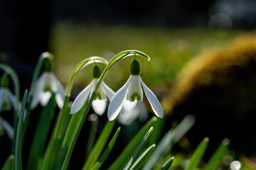 Blooming flowers - Spring time in the garden