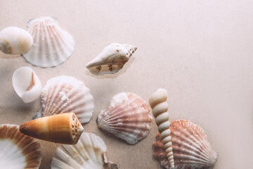Set of seashells on beige background. Marine subjects. Side view