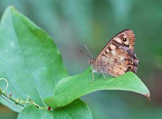 Dark Forest Brown butterfly - Pararge aegeria