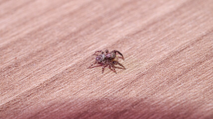 little jumping spider macro photo