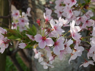 斜め上からの桜の花のアップと欠けた花びらたち