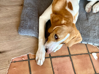 ボロボロの床マットを噛む犬