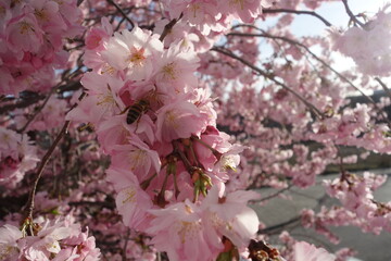 Japanische Blütenkirsche  , East Asian cherry