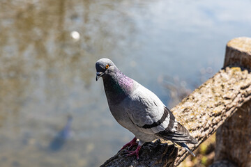 鳩