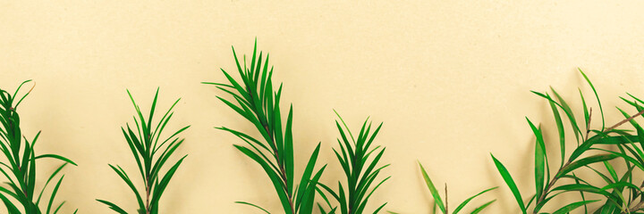 Tropical leaves border banner, flat lay background with dried flower