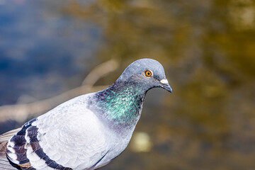 鳩