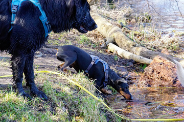 Manchester Terrier © Aruru