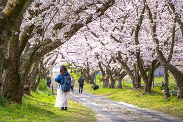 桜のアーチ　春のイメージ