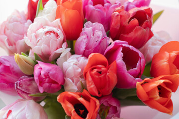 A bouquet of pink and white tulips stands upright on a light background. Growing tulips at home, pests and plant nutrition 