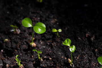 Close up of green leave and droplets with sunrise in the morning on black background