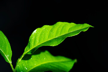 Close up of green leave and droplets with sunrise in the morning on black background