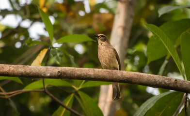 White browed bulbul bird on a branch.