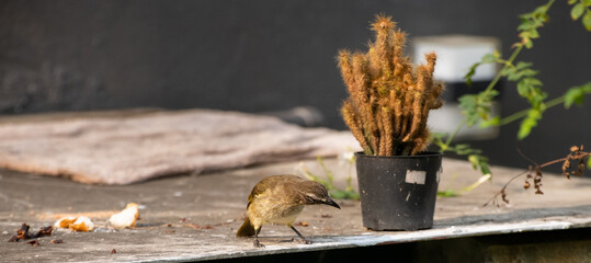 White browed bulbul bird looking for food in garden backyard.